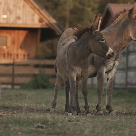 Tatarska Zagroda - Agroturystyka Dolina Baryczy Noclegi - Domek Jelonek Krosnice المظهر الخارجي الصورة