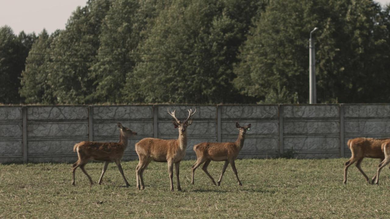 Tatarska Zagroda - Agroturystyka Dolina Baryczy Noclegi - Domek Jelonek Krosnice المظهر الخارجي الصورة