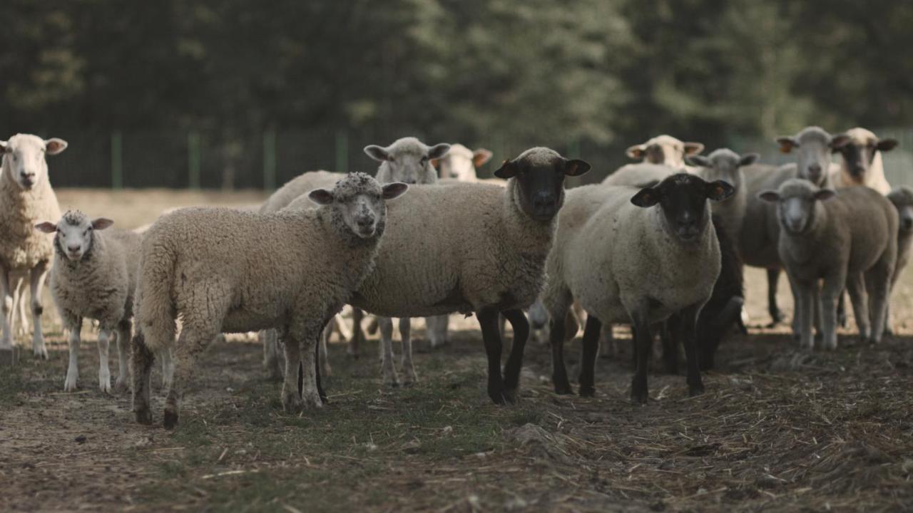 Tatarska Zagroda - Agroturystyka Dolina Baryczy Noclegi - Domek Jelonek Krosnice المظهر الخارجي الصورة