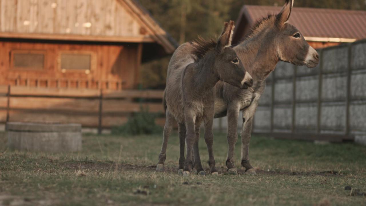 Tatarska Zagroda - Agroturystyka Dolina Baryczy Noclegi - Domek Jelonek Krosnice المظهر الخارجي الصورة